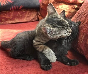 Das Bild zeigt zwei Kätzchen, die sich auf einem roten Sofa aneinanderkuscheln. Ein grau-getigertes Kätzchen umarmt ein schwarzes Kätzchen, das seinen Kopf an ein Kissen lehnt. Die Szene wirkt sehr innig und vermittelt Geborgenheit und Zuneigung zwischen den Tieren.