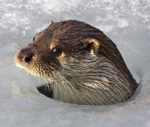 Ein Foto von einem Otter, der aus einem Loch im Eis heraus guckt.