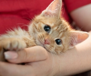 Ein Foto von einer orange-farbenen Katze, die in den Armen einer Person liegt.