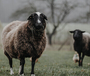 Zwei Schafe auf einem Lebenshof.