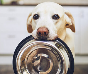 Ein Foto von einem Hund mit einem leeren Futternapf in der Schnauze.